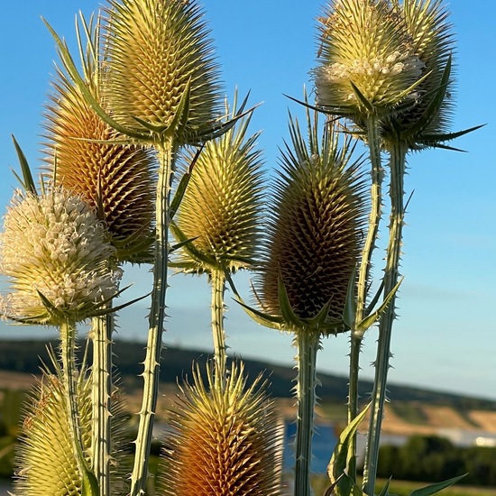 Dipsacus fullonum: Plant in habitat Agricultural habitat in the NatureSpots App