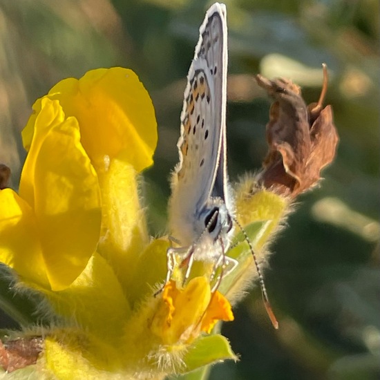 Plebejus argus: Animal in habitat Grassland in the NatureSpots App