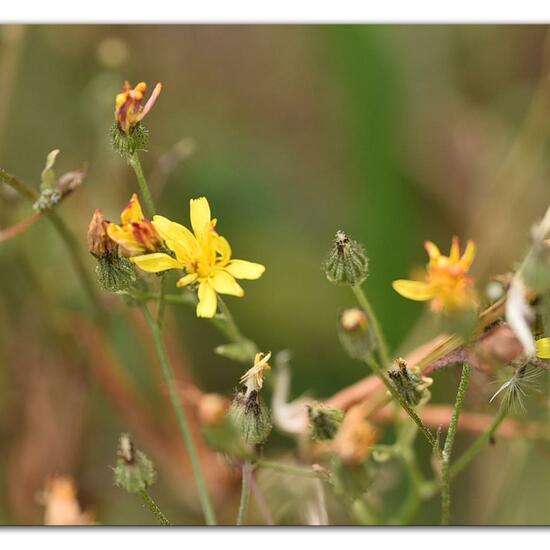 Smooth hawksbeard: Plant in habitat Flowerbed in the NatureSpots App