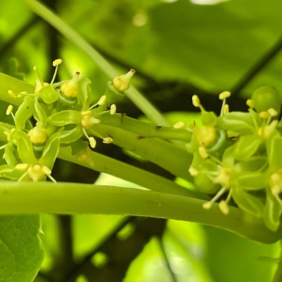 Parthenocissus: Pflanze im Habitat Garten in der NatureSpots App