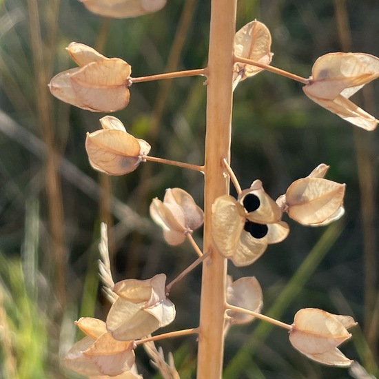 Muscari comosum: Plant in habitat Grassland in the NatureSpots App