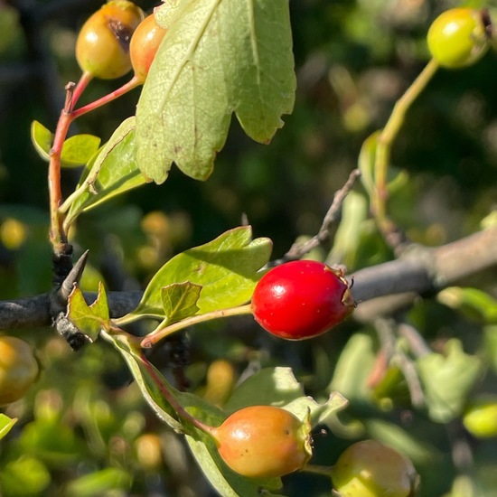 Crataegus monogyna: Plant in habitat Grassland in the NatureSpots App