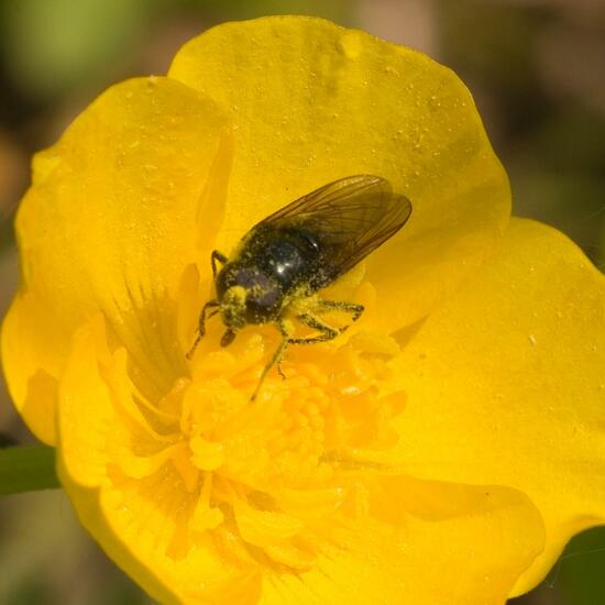 Cheilosia albitarsis: Tier im Habitat Felder in der NatureSpots App