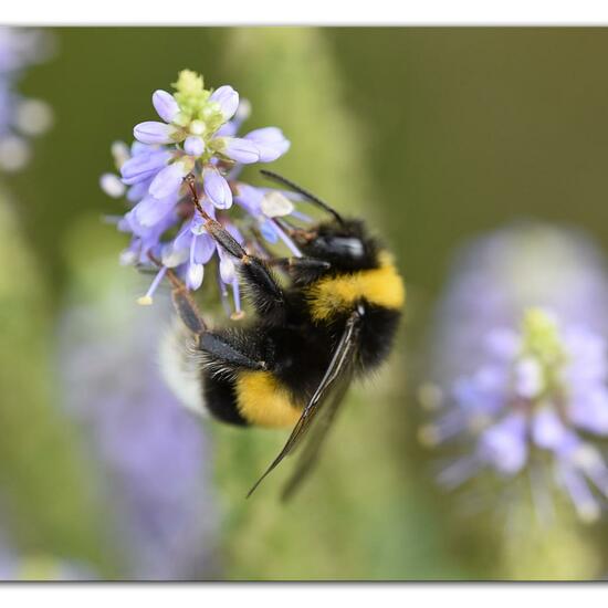 Unknown species: Animal in habitat Flowerbed in the NatureSpots App