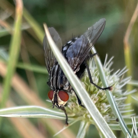 Sarcophagidae: Animal in habitat Grassland in the NatureSpots App