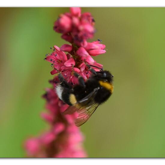 Unknown species: Animal in habitat Flowerbed in the NatureSpots App