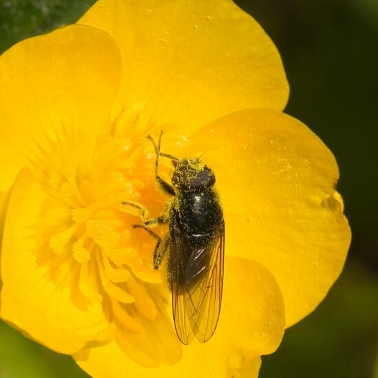 Cheilosia albitarsis: Tier im Habitat Felder in der NatureSpots App