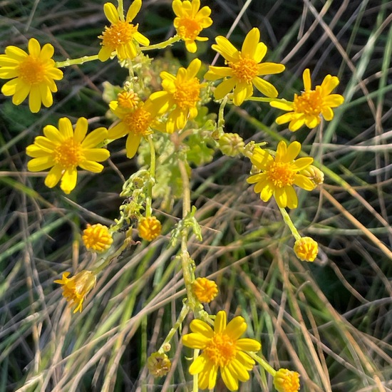 Senecio jacobaea: Plant in nature in the NatureSpots App