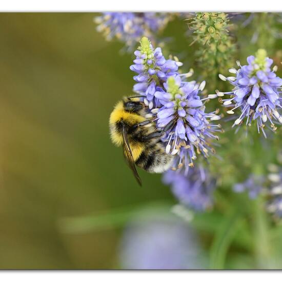 Bombus lucorum: Animal in habitat Flowerbed in the NatureSpots App