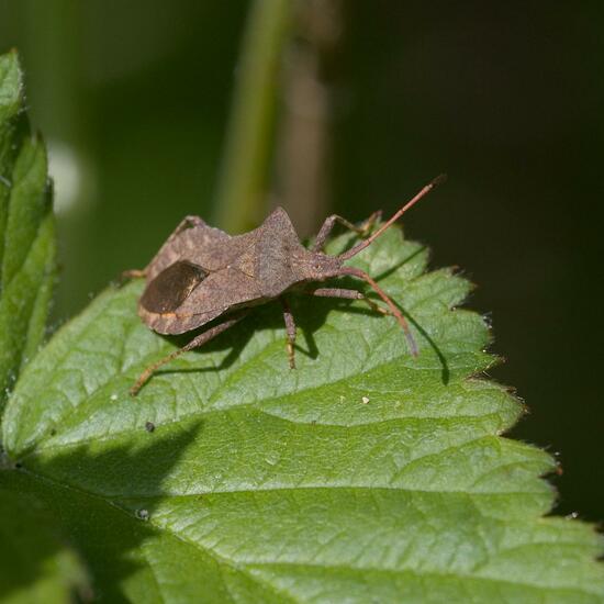 Coreus marginatus: Animal in habitat Semi-natural grassland in the NatureSpots App