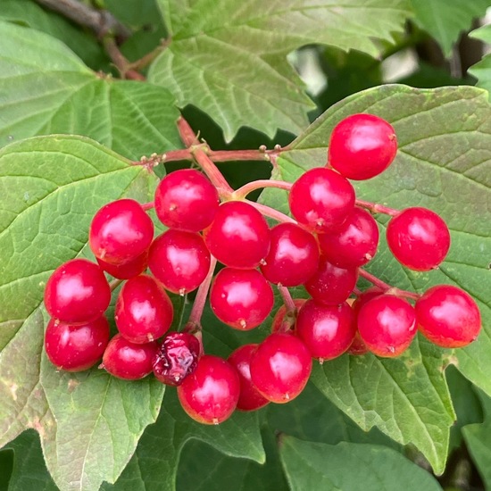 Viburnum opulus: Plant in habitat Garden in the NatureSpots App