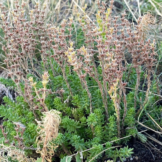 Sedum sexangulare: Plant in habitat Grassland in the NatureSpots App