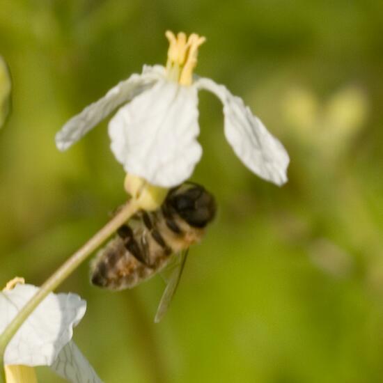 Westliche Honigbiene: Tier im Habitat Felder in der NatureSpots App