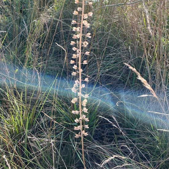 Muscari comosum: Plant in habitat Grassland in the NatureSpots App