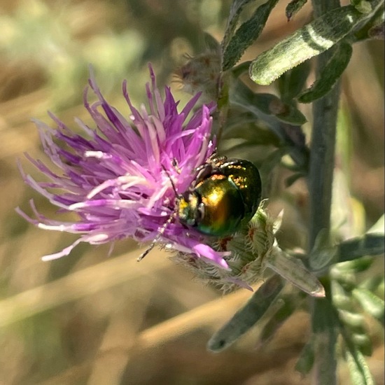 Leaf beetle: Animal in habitat Grassland in the NatureSpots App