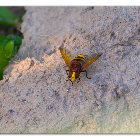 Volucella zonaria: Animal in habitat Semi-natural grassland in the NatureSpots App