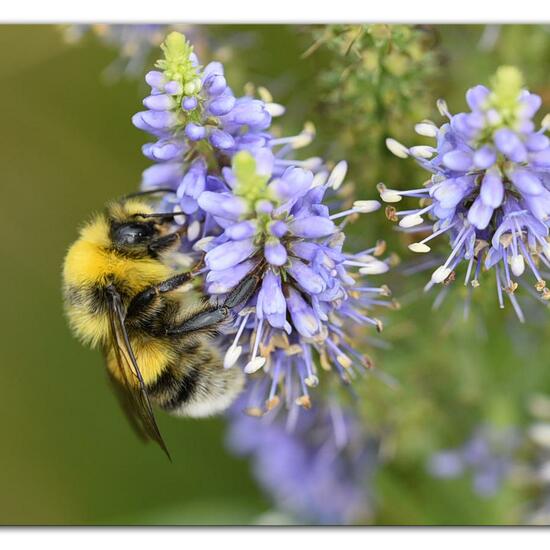 Bombus lucorum: Animal in habitat Flowerbed in the NatureSpots App