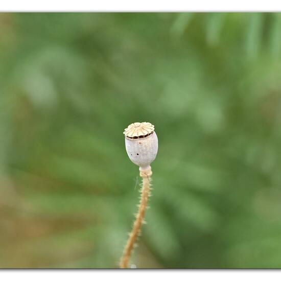 Papaver somniferum: Plant in habitat Flowerbed in the NatureSpots App