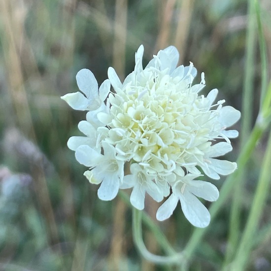 Scabiosa ochroleuca: Plant in habitat Grassland in the NatureSpots App