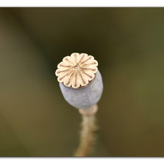 Papaver somniferum: Plant in habitat Flowerbed in the NatureSpots App