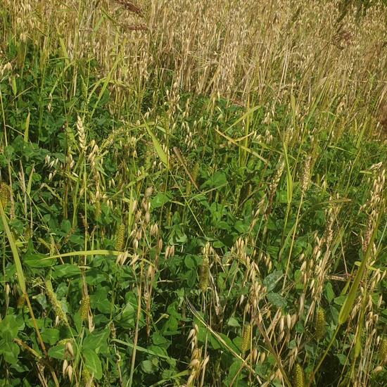 Avena sativa: Plant in habitat Agricultural meadow in the NatureSpots App