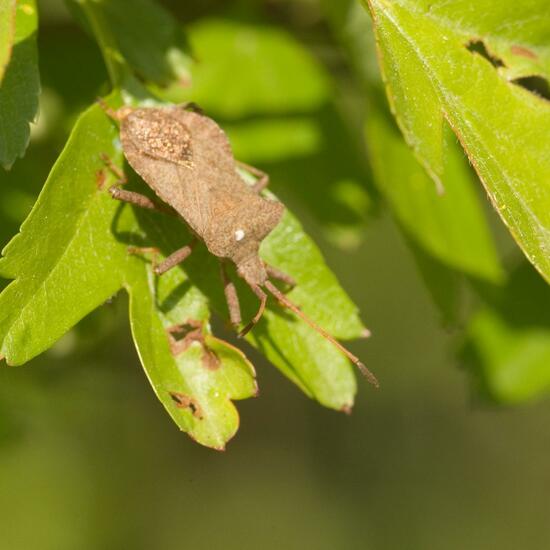 Coreus marginatus: Animal in habitat Semi-natural grassland in the NatureSpots App