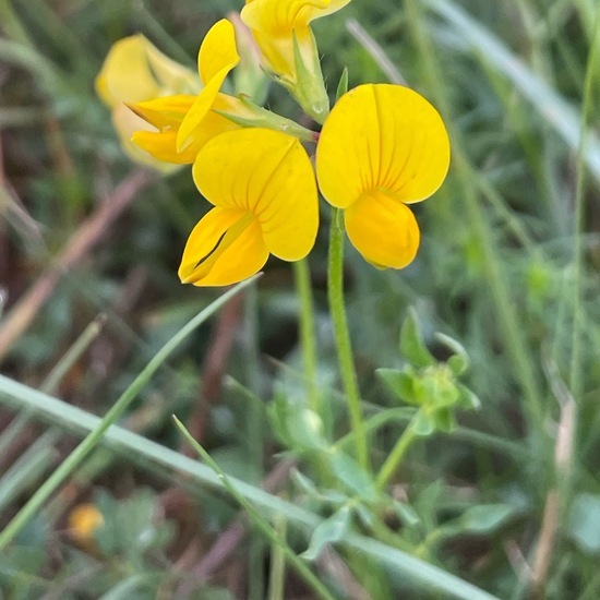 Lotus corniculatus: Plant in habitat Natural Meadow in the NatureSpots App