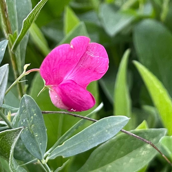 Lathyrus tuberosus: Plant in habitat Natural Meadow in the NatureSpots App