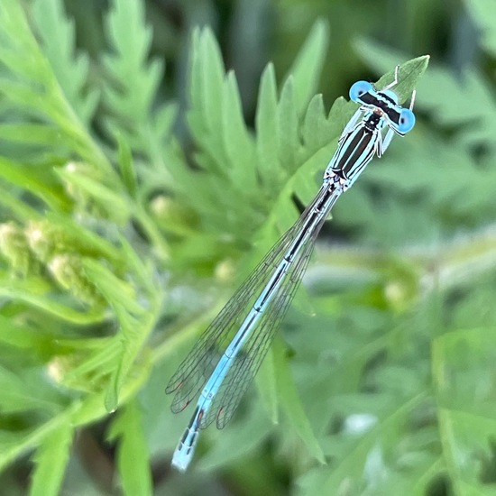 White-legged Damselfly: Animal in habitat Crop cultivation in the NatureSpots App