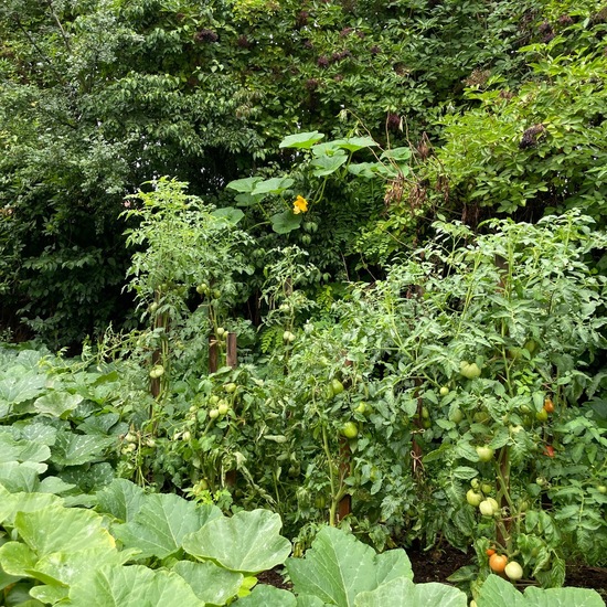 Cucurbita pepo: Pflanze im Habitat Garten in der NatureSpots App