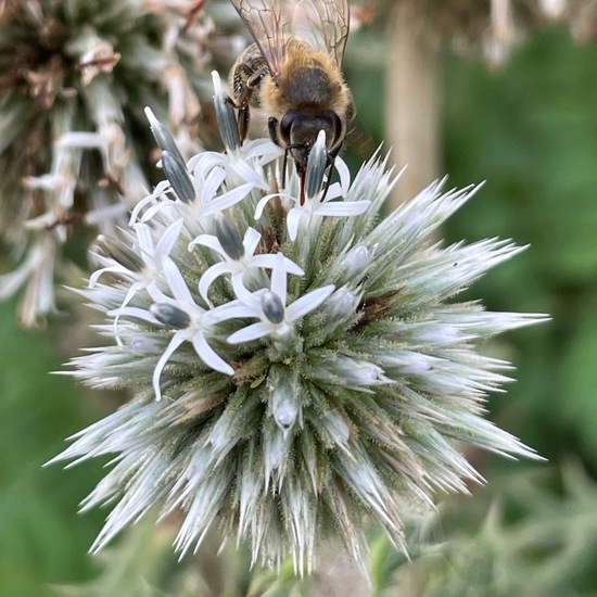 Apis mellifera: Animal in habitat Grassland in the NatureSpots App