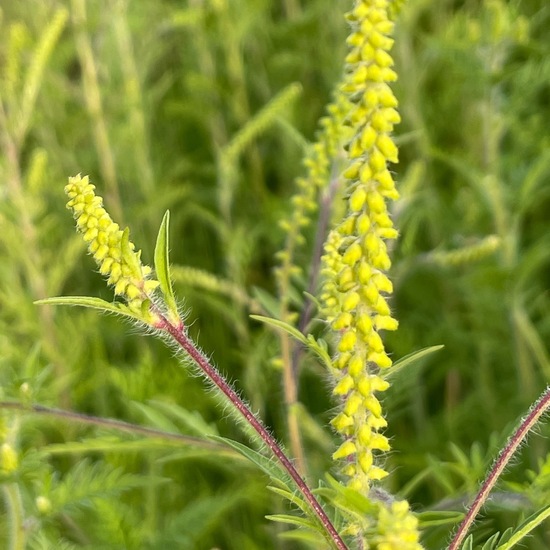 Ambrosia artemisiifolia var. artemisiifolia: Plant in habitat Crop cultivation in the NatureSpots App