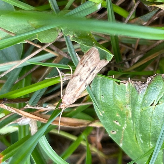 Homoeosoma sinuella: Animal in habitat Garden in the NatureSpots App