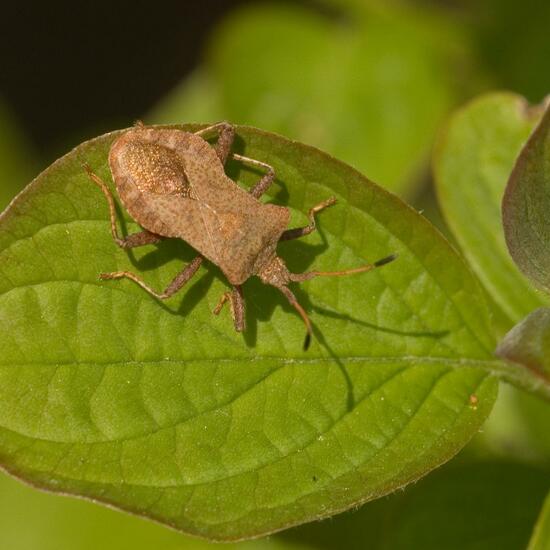 Coreus marginatus: Animal in habitat Semi-natural grassland in the NatureSpots App