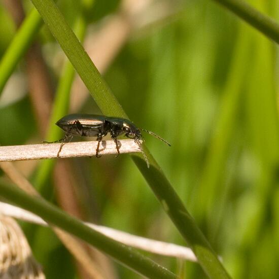 Eine unbekannte Art: Tier im Habitat Halb-natürliches Grasland in der NatureSpots App