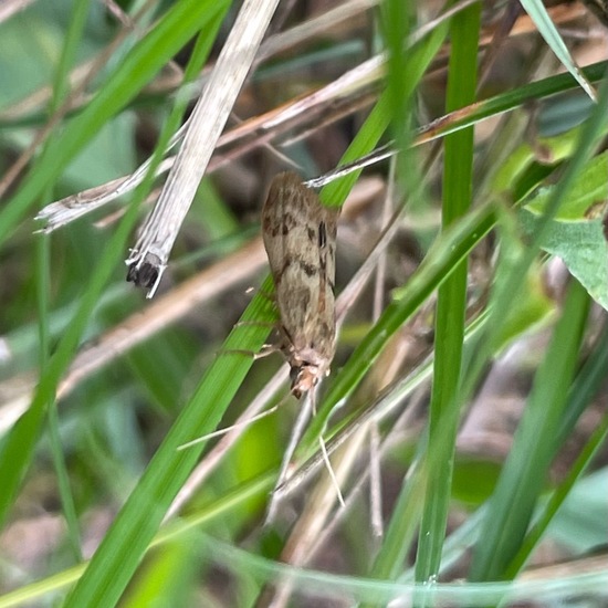 Homoeosoma sinuella: Tier im Habitat Garten in der NatureSpots App