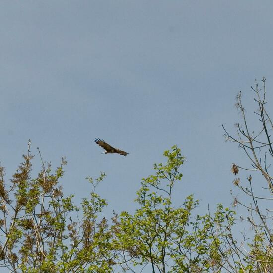 Mäusebussard: Tier im Habitat Halb-natürliches Grasland in der NatureSpots App