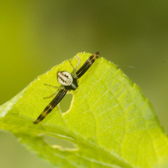 Misumena vatia: Animal in habitat Semi-natural grassland in the NatureSpots App