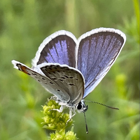 Plebejus argus: Animal in habitat Agricultural meadow in the NatureSpots App