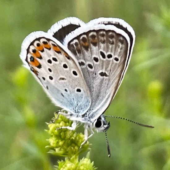 Plebejus argus: Animal in habitat Agricultural meadow in the NatureSpots App