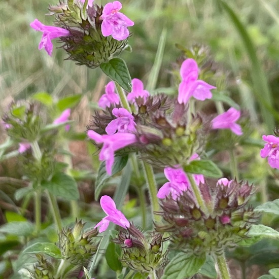 Wild basil: Plant in habitat Natural Meadow in the NatureSpots App