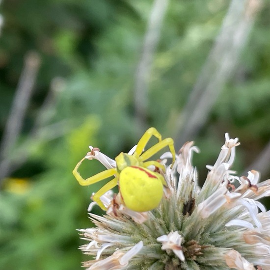 Misumena vatia: Animal in nature in the NatureSpots App