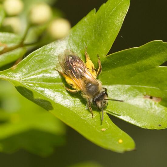 Eine unbekannte Art: Tier im Habitat Halb-natürliches Grasland in der NatureSpots App