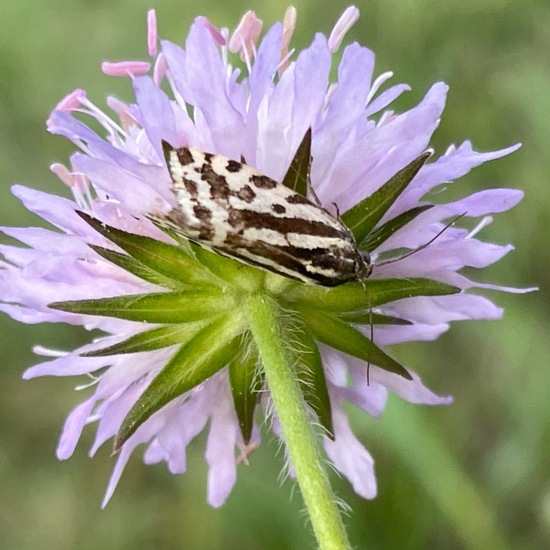 Acontia trabealis: Animal in habitat Agricultural meadow in the NatureSpots App