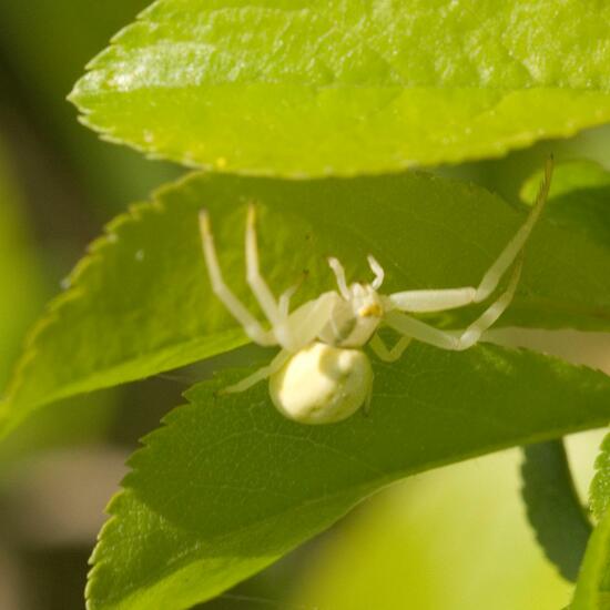 Veränderliche Krabbenspinne: Tier im Habitat Halb-natürliches Grasland in der NatureSpots App