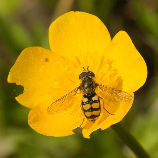 Eupeodes corollae: Tier im Habitat Halb-natürliches Grasland in der NatureSpots App