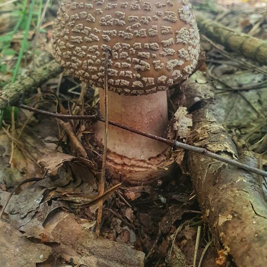 Amanita rubescens: Mushroom in habitat Temperate forest in the NatureSpots App