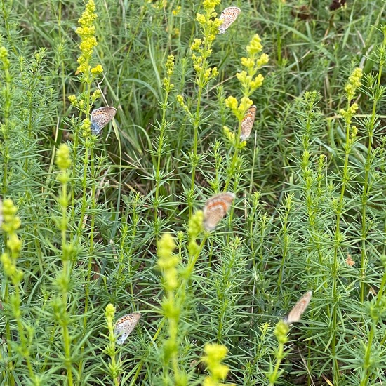 Plebejus argus: Animal in habitat Agricultural meadow in the NatureSpots App