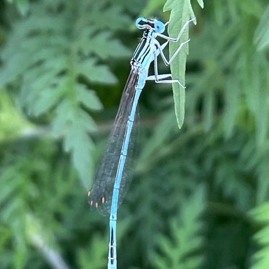 White-legged Damselfly: Animal in habitat Crop cultivation in the NatureSpots App