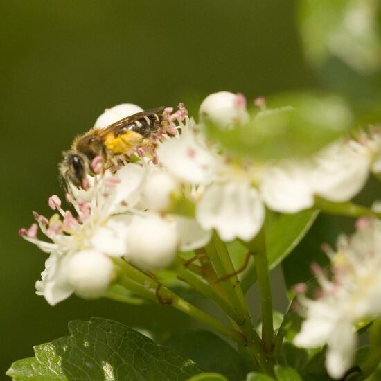 Andrena dorsata: Tier im Habitat Halb-natürliches Grasland in der NatureSpots App